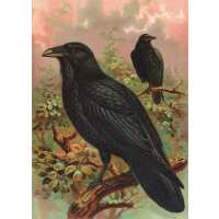 Read Ink & Drop Reviews